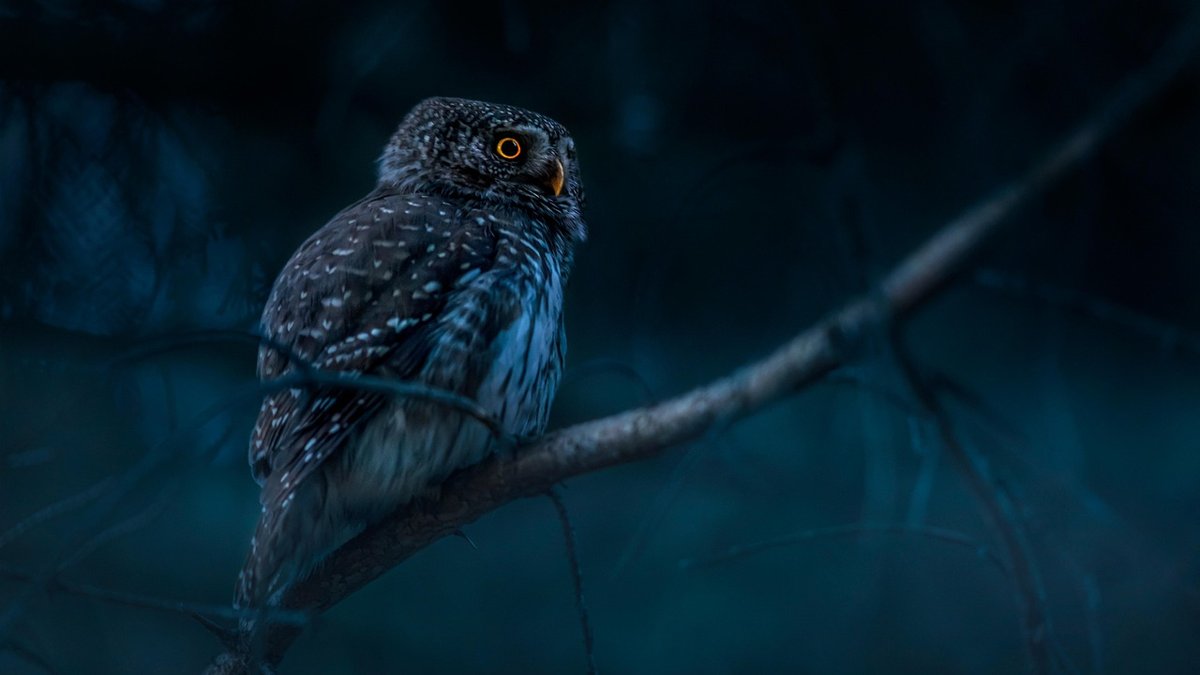 Safe routes for night walks in British woodlands