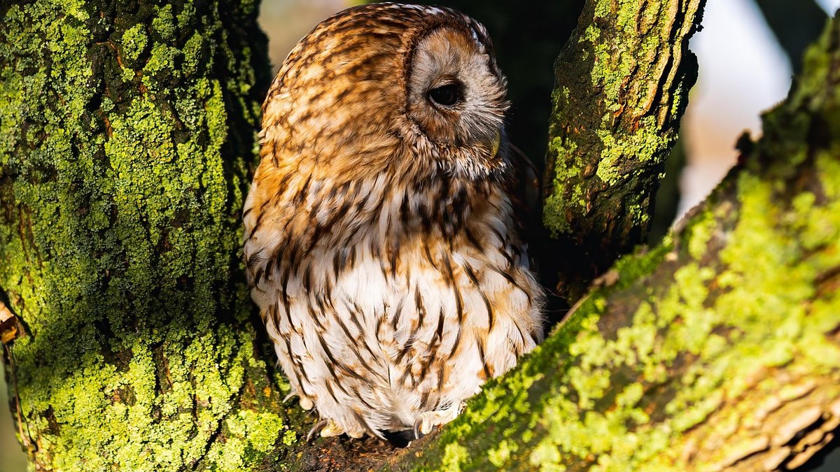 Using star charts to plan a woodland stargazing trip