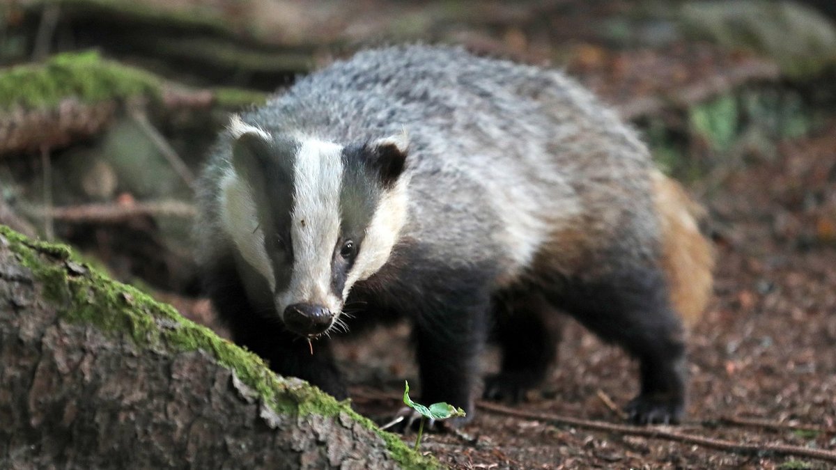 Why dark skies matter for woodland conservation